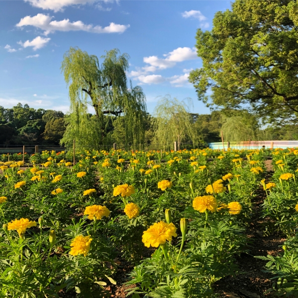 蜻蛉池公園